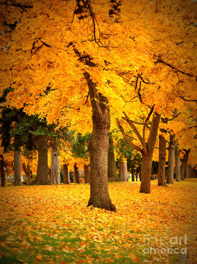 Dreamy Autumn Day Photograph by Carol Groenen