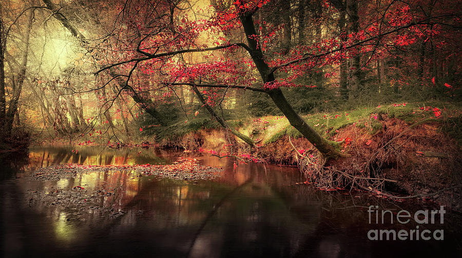 Dreamy Autumn Forest Photograph by Svetlana Sewell