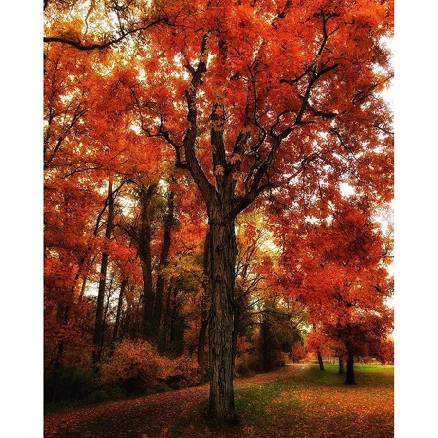 Nature Photograph - Dreamy Autumn

#autumn #hudsonvalley by Blake Butler