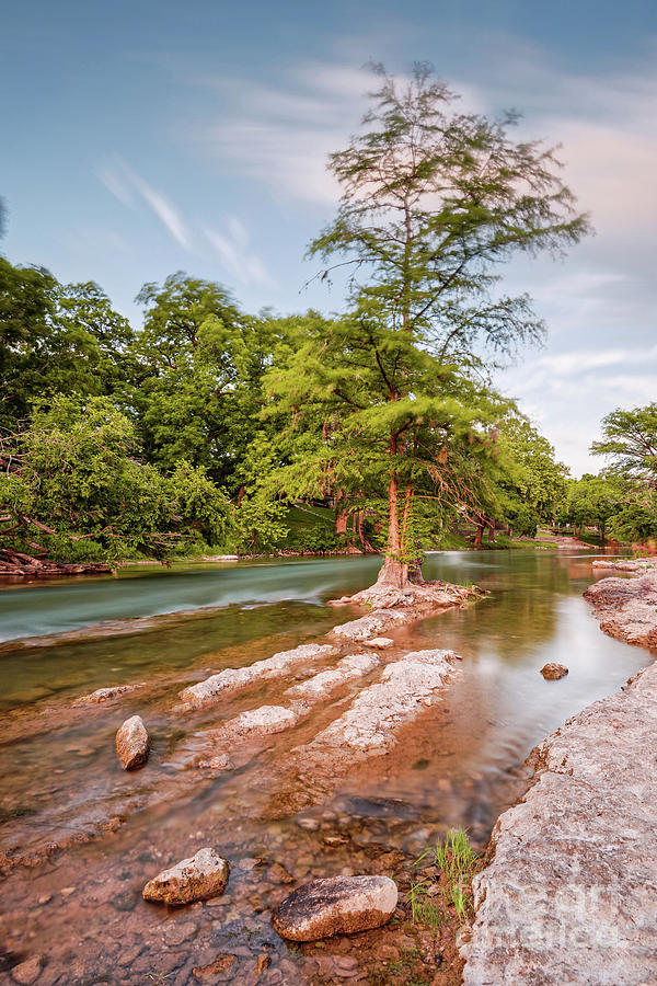 Dreamy Bald Cypress At Guadalupe River - Canyon Lake Texas Hill Country Photograph