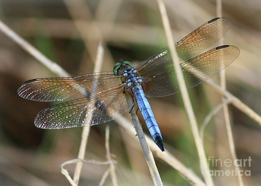 Dreamy Blue Dragonfly Photograph by Carol Groenen