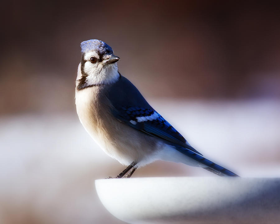 Dreamy Blue Jay Photograph by Al  Mueller