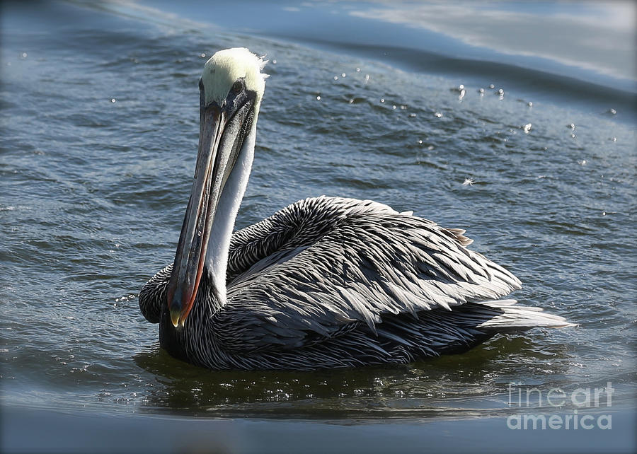 Pelican Photograph - Dreamy Brown Pelican by Carol Groenen