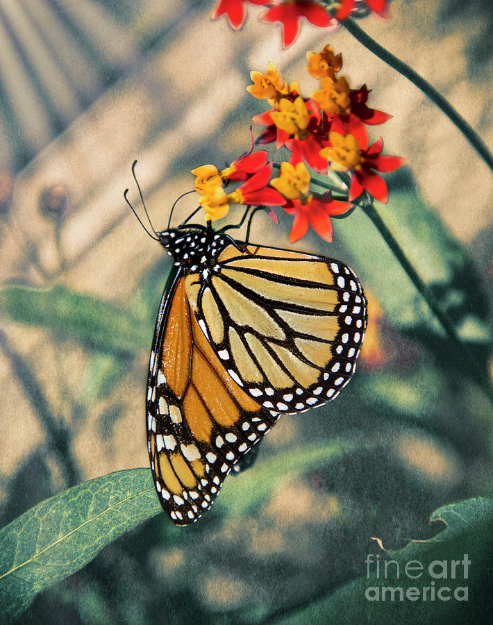 Dreamy Butterfly Photograph