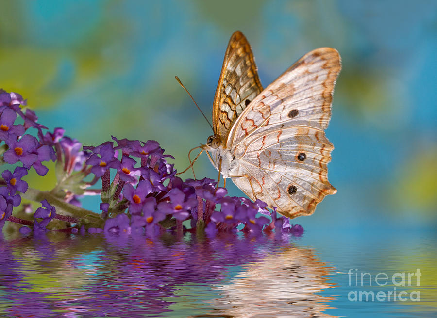 Dreamy Butterfly Photograph by Mimi Ditchie