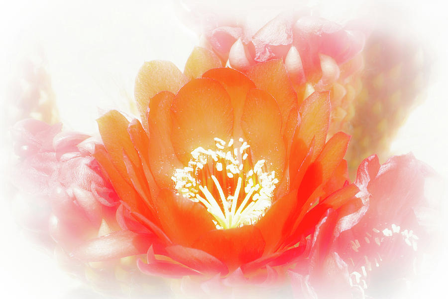Dreamy Cactus Flower Digital Art by Bonnie Follett