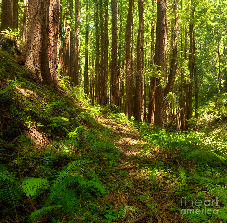 Dreamy California Redwoods Photograph by Matt Tilghman