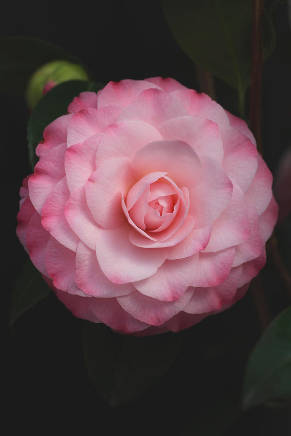 Dreamy Camellia Photograph by Tammy Pool