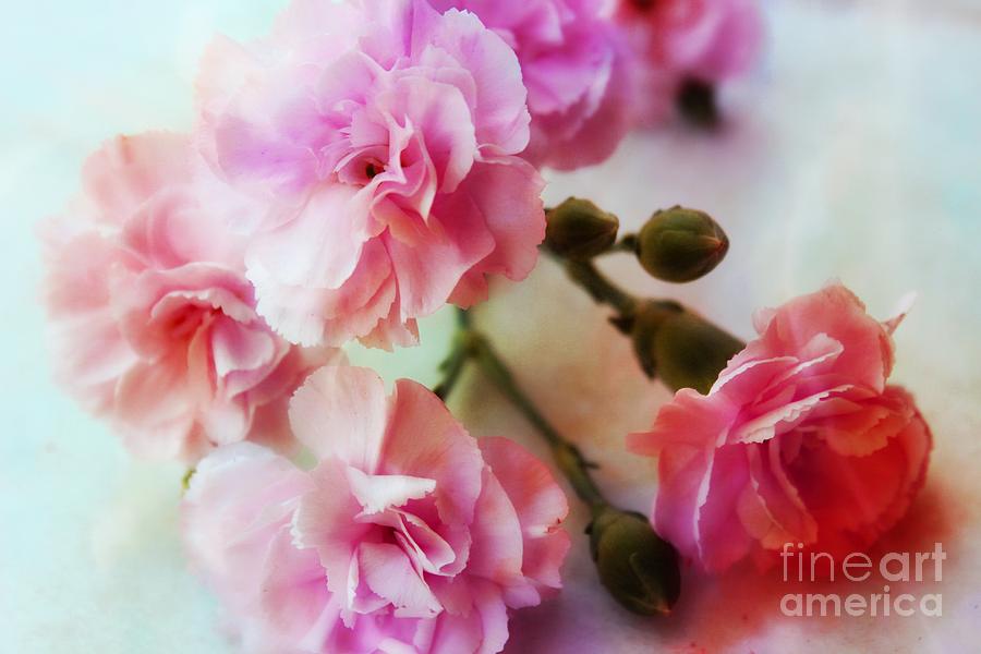 Dreamy Carnations Photograph by Clare Bevan