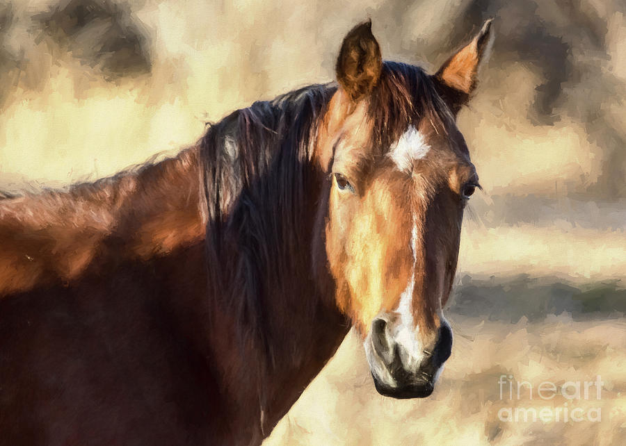 Dreamy Colorado Mustang Photograph by Janice Pariza