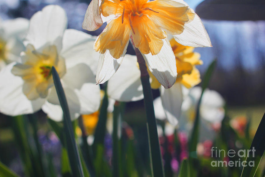 Flower Photograph - Dreamy Daffodils  by David Frederick