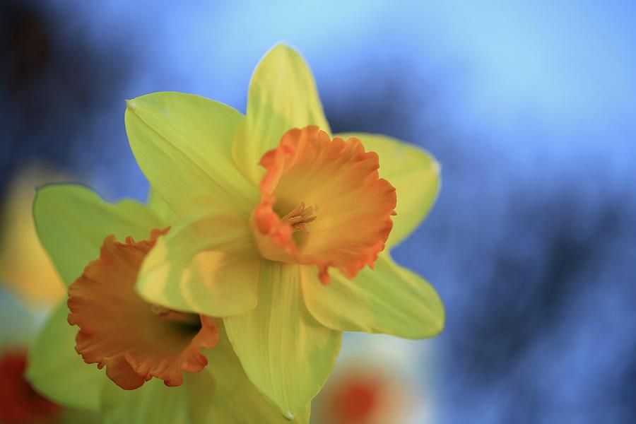 Dreamy daffodils Photograph by Lynn Hopwood