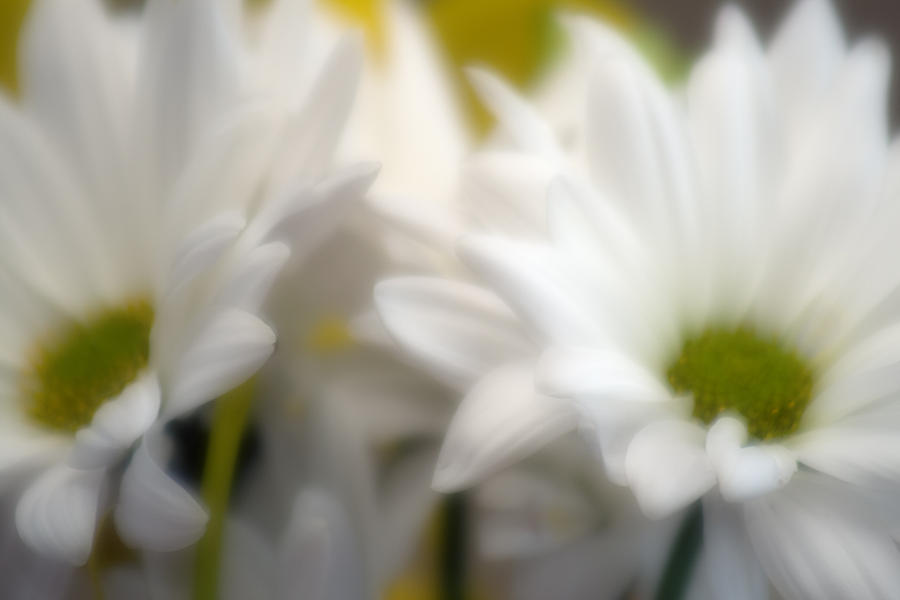Flower Photograph - Dreamy Daisies by Ayesha  Lakes