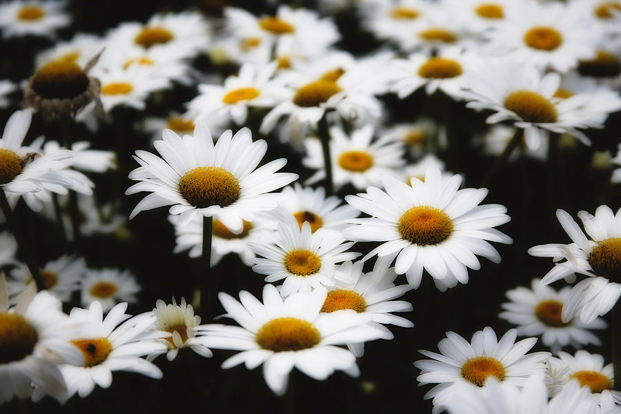 Spring Photograph - Dreamy Daisies by George Oze