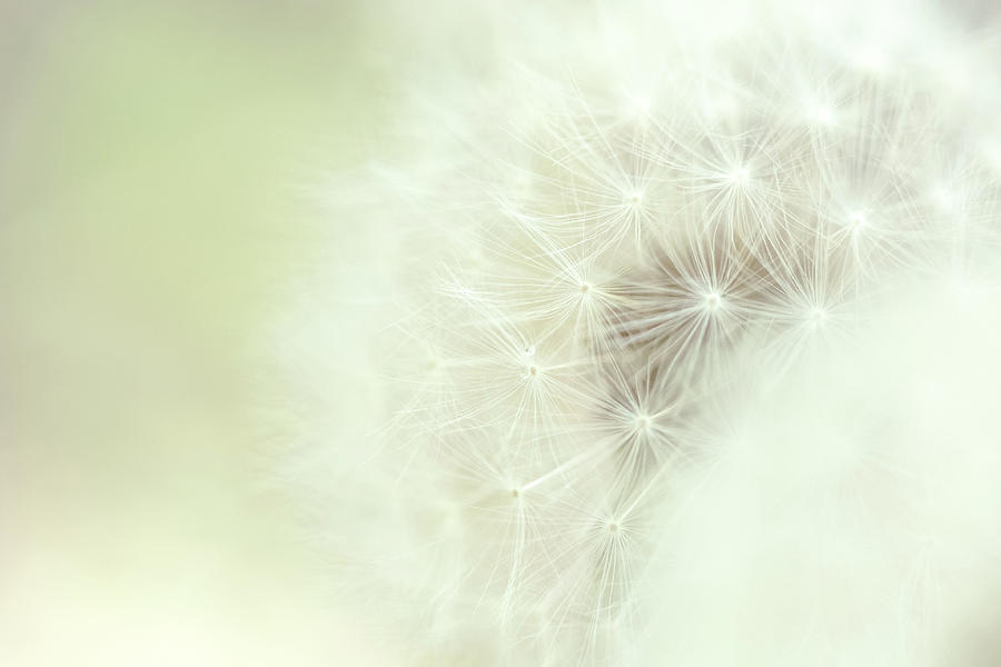 Spring Photograph - Dreamy Dandelion by Debi Bishop