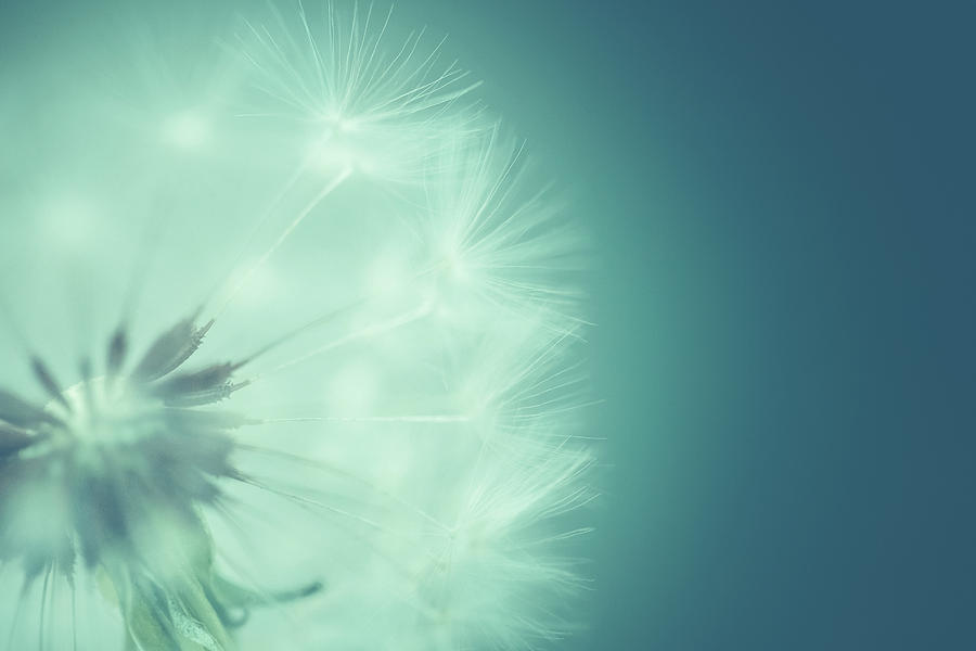 Nature Photograph - Dreamy Dandelion Seeds by Debi Bishop