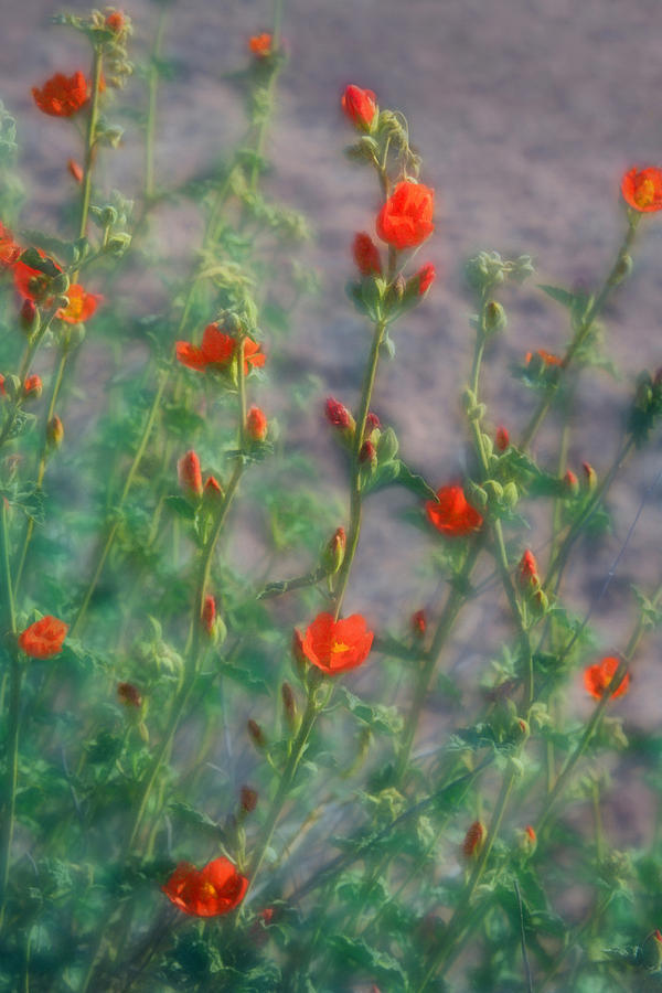Dreamy Desert Mallow Blooms Photograph by Bonnie Follett