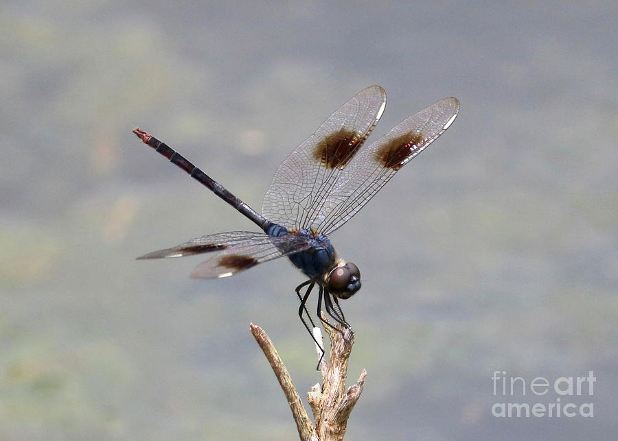 Dreamy Dragonfly Photograph by Carol Groenen