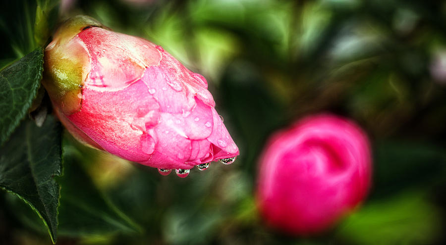 Dreamy Droplets Photograph by Cameron Wood