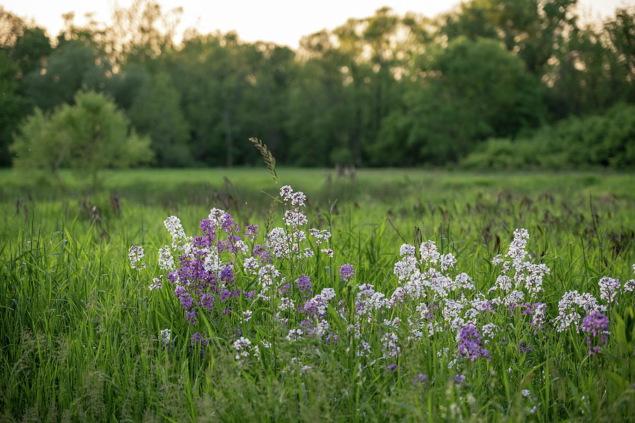 Dreamy Field 