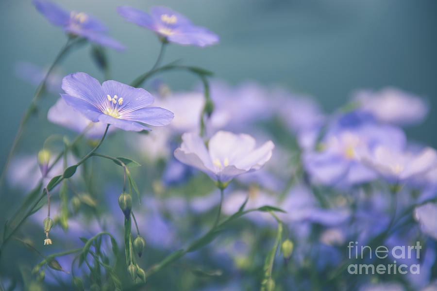 Dreamy Flax Flowers Photograph by Cheryl Baxter