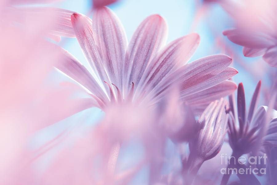 Dreamy floral background Photograph by Anna Om