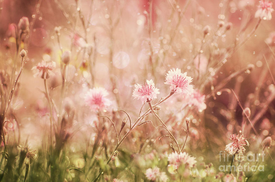 Dreamy Flower Field Photograph by Jim And Emily Bush