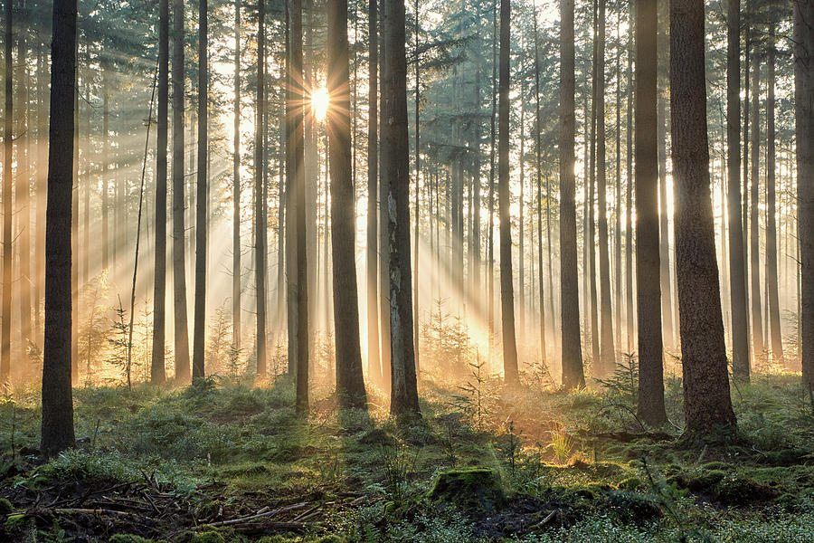 Dreamy Forest Atmosphere Photograph By Cor De Hamer - Fine Art America