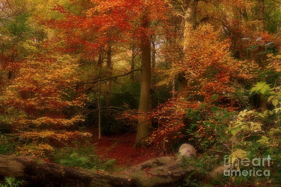 Dreamy Forest Glade in Fall Photograph by Martyn Arnold