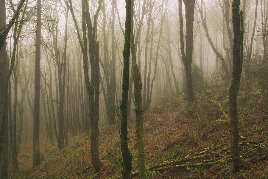 Dreamy forest Photograph by Kunal Mehra