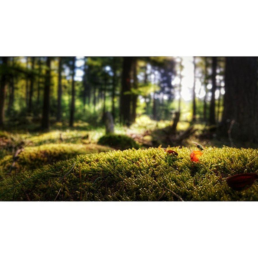 Nature Photograph - Dreamy #forest #lagevuursche #baarn by Steven Brink