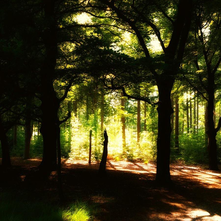Summer Photograph - Dreamy Forest Near #veenendaal by Steven Brink