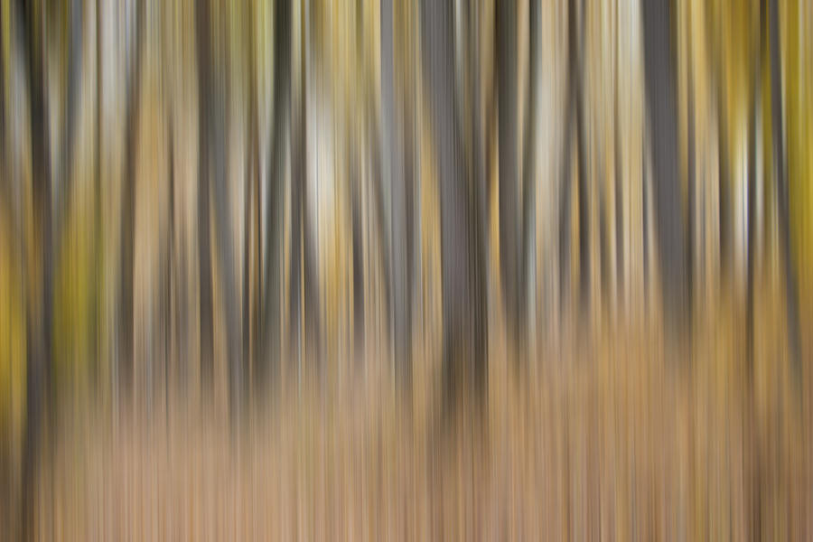 Fall Photograph - Dreamy Forest by Tom Mc Nemar
