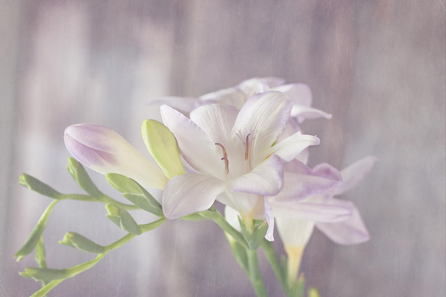 Flower Photograph - Dreamy Freesia by Kim Hojnacki