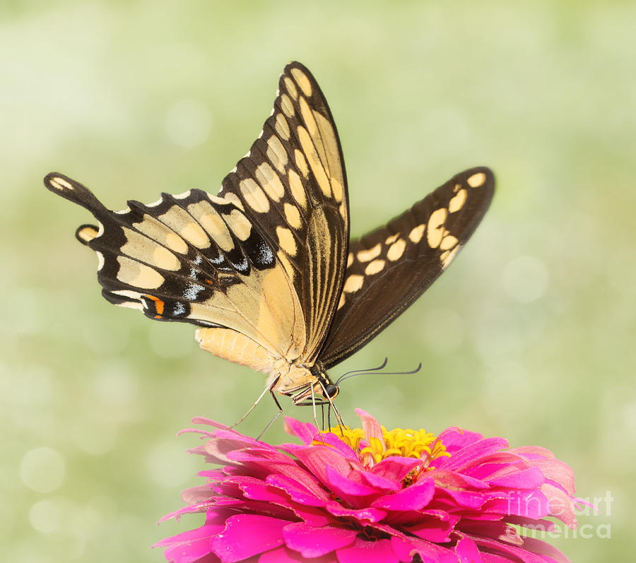 Dreamy Giant Swallowtail Butterfly Photograph by Sari ONeal