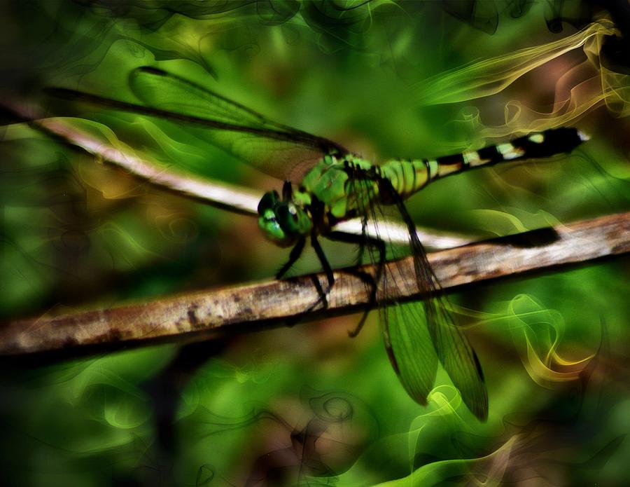 Dreamy Green Dragonfly Photograph by Sheri McLeroy