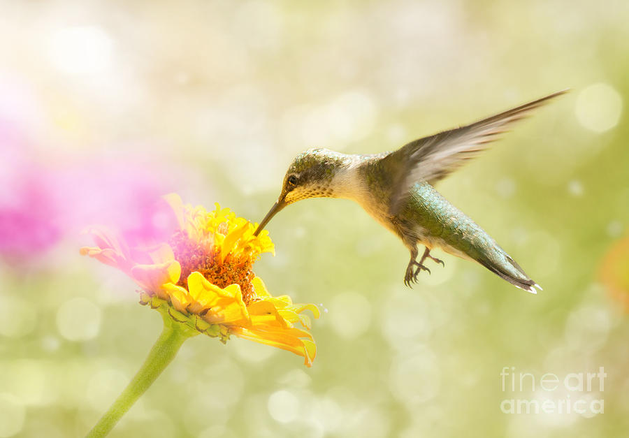 Dreamy Hovering Hummingbird Photograph by Sari ONeal