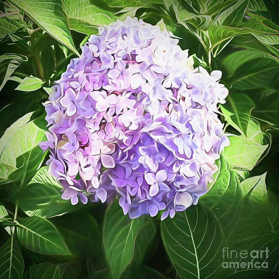Dreamy Hydrangea Photograph by Luther Fine Art