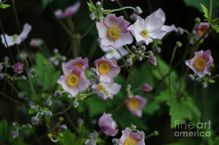 Dreamy Japanese Anemone Photograph by Perry Rodriguez
