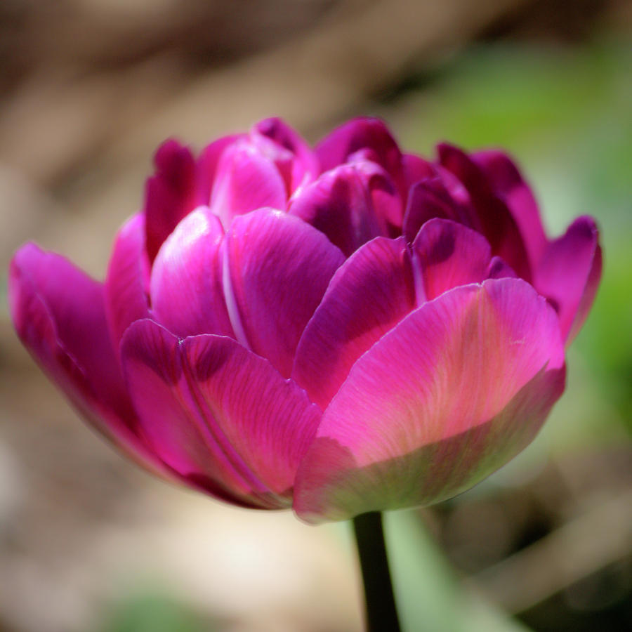 Dreamy Lilac Perfection Tulip Squared Photograph