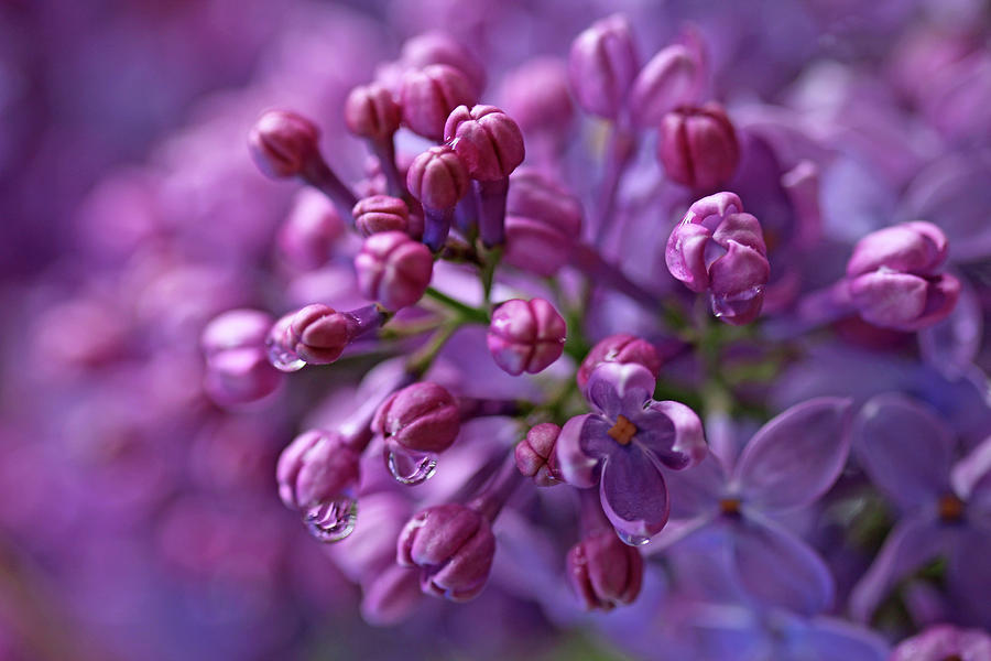 Dreamy Lilacs Photograph by Debbie Oppermann