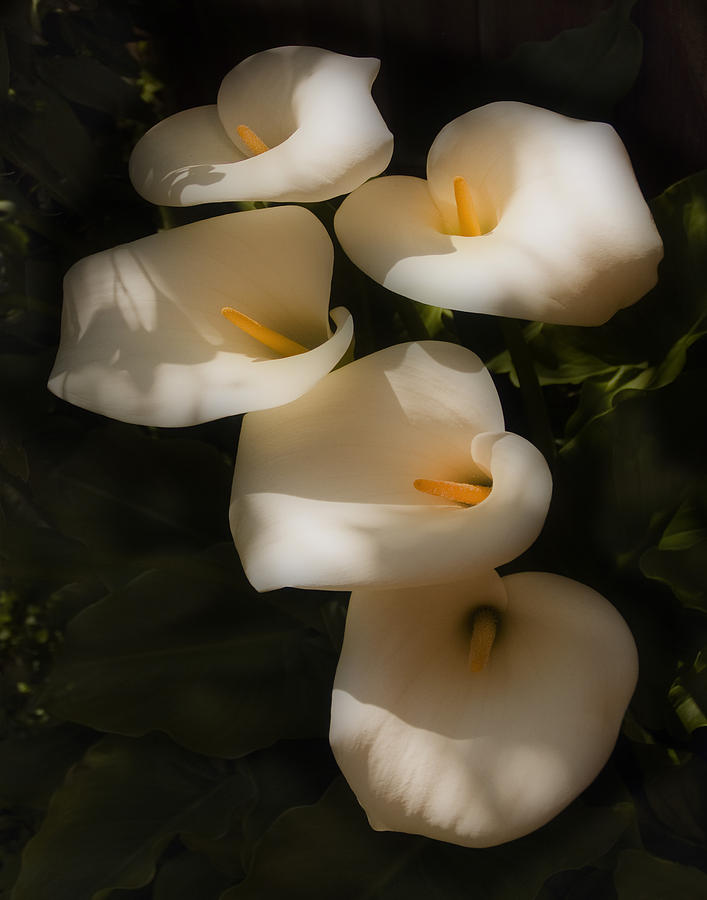 Dreamy Lilies 2 Photograph by Mick Burkey