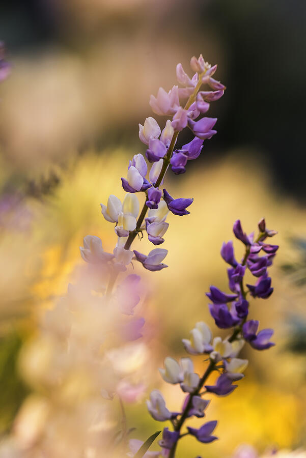 Spring Photograph - Dreamy Lupine bloom in spring by Vishwanath Bhat