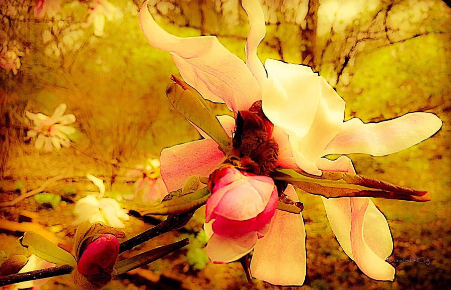 Dreamy Magnolia Photograph by Diane Lindon Coy