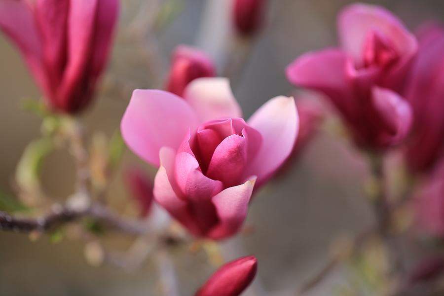 Dreamy magnolia flowers Photograph by Lynn Hopwood