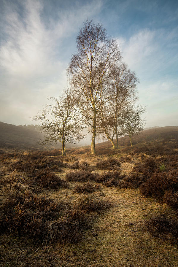 Dreamy by Mario Visser Dreamy by Mario Visser