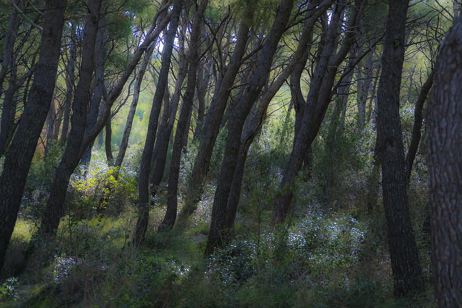 Dreamy Marjan forest in Croatia Photograph by Sven Brogren
