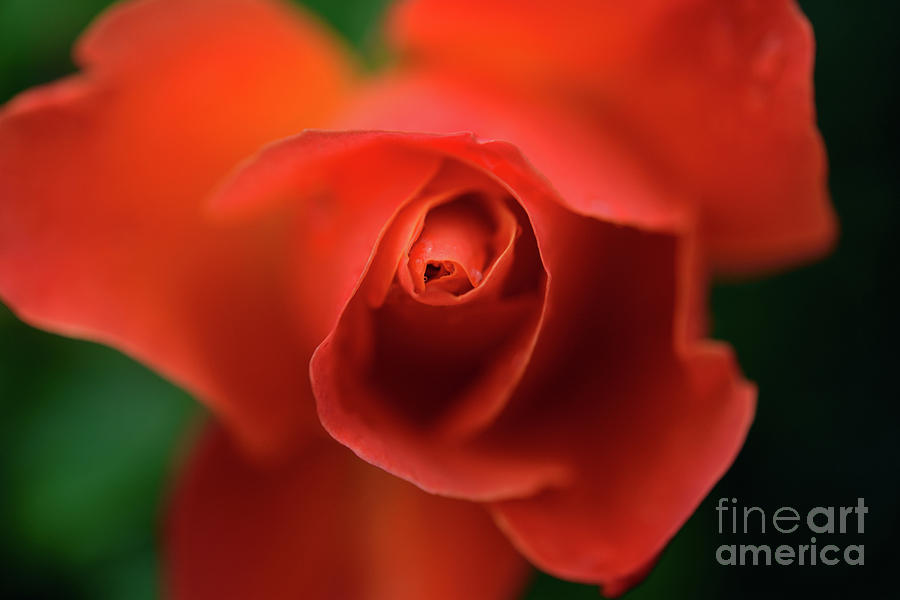 Dreamy Orange Colored Rose Photograph by Terry Elniski