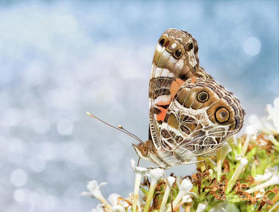 Dreamy Painted Lady Photograph by Sari ONeal