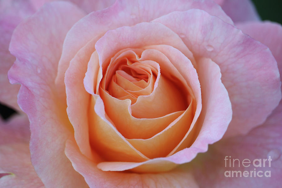 Dreamy Pastels Rose Photograph by Carol Groenen